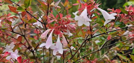 Abelia x grandiflora 'Lake Maggiore' Abelia x grandiflora 'Lake Maggiore'